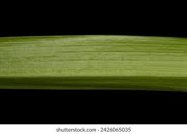 Attēlu rezultāti vaicājumam “Sparganiaceae”