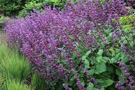 Attēlu rezultāti vaicājumam “Salvia verticillata”