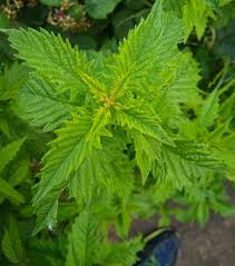 Attēlu rezultāti vaicājumam “Lycopus europaeus leaf”