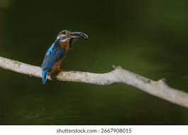 Attēlu rezultāti vaicājumam “Alcedo atthis”