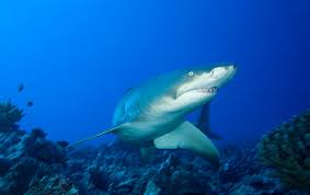 Image result for Negaprion acutidens