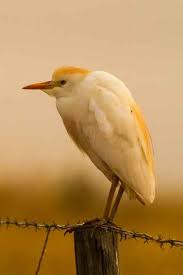 Attēlu rezultāti vaicājumam “Bubulcus ibis”