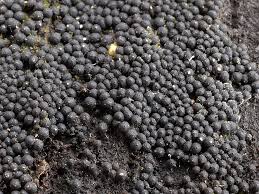 Attēlu rezultāti vaicājumam “Ruzenia spermoides”