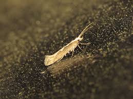 Attēlu rezultāti vaicājumam “Plutella xylostella”