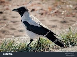 Attēlu rezultāti vaicājumam “Corvus cornix adult”