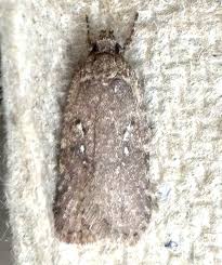 Attēlu rezultāti vaicājumam “Agonopterix heracliana”