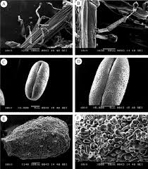 Attēlu rezultāti vaicājumam “Microrrhinum minus leaf”