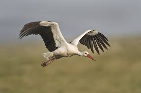 Attēlu rezultāti vaicājumam “Ciconia ciconia”