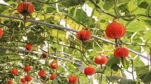 Image result for Kürbis