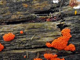 Attēlu rezultāti vaicājumam “Hemitrichia calyculata”