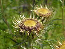 Attēlu rezultāti vaicājumam “Carlina vulgaris”