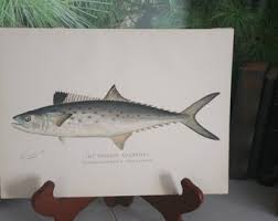 Image result for Scomberomorus maculatus