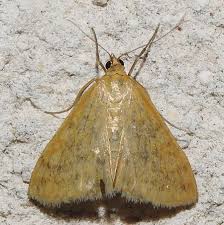 Attēlu rezultāti vaicājumam “Sitochroa verticalis”