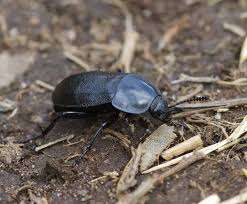 Attēlu rezultāti vaicājumam “Silpha sp.”