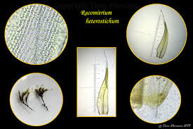 Attēlu rezultāti vaicājumam “Racomitrium heterostichum”