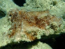 Attēlu rezultāti vaicājumam “Cyanophyta”