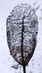 Attēlu rezultāti vaicājumam “Lamproderma ovoideum macro”