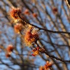 Attēlu rezultāti vaicājumam “Fraxinus excelsior Pendula female flower”