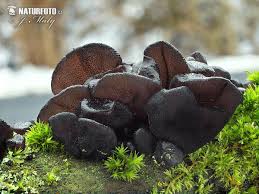 Attēlu rezultāti vaicājumam “Exidia glandulosa”