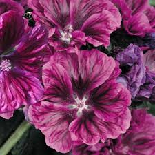 Image result for Malva sylvestris var. mauritiana