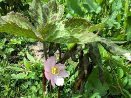 Attēlu rezultāti vaicājumam “Podophyllum hexandrum flower”