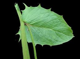 Attēlu rezultāti vaicājumam “Crepis paludosa leaf”