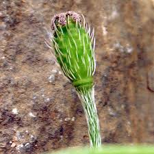 Attēlu rezultāti vaicājumam “Papaver argemone fruit”