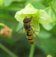 Attēlu rezultāti vaicājumam “Episyrphus balteatus”