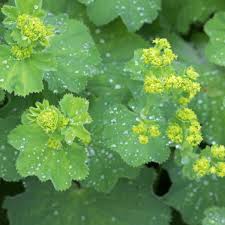 Attēlu rezultāti vaicājumam “Alchemilla vulgaris aggr. bud”