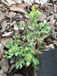 Attēlu rezultāti vaicājumam “Senecio vulgaris”