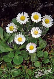 Image result for Bellis perennis
