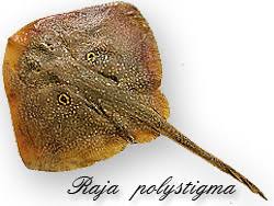 Image result for Raja polystigma