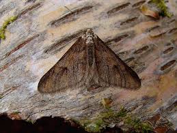 Attēlu rezultāti vaicājumam “Agriopis leucophaearia”