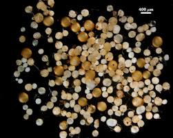 Attēlu rezultāti vaicājumam “Leptobryum pyriforme sporophyte”