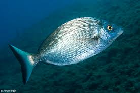 Image result for Diplodus puntazzo