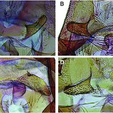 Attēlu rezultāti vaicājumam “Yponomeuta evonymella imago”