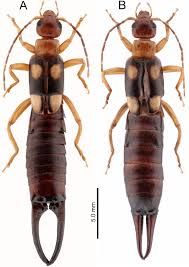 Attēlu rezultāti vaicājumam “Forficula auricularia male”