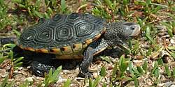 Image result for Malaclemys terrapin