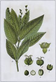 Attēlu rezultāti vaicājumam “Mercurialis perennis leaf”