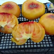 Attēlu rezultāti vaicājumam “Mamestra brassicae pupa”