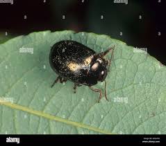 Attēlu rezultāti vaicājumam “Linaeidea aenea”