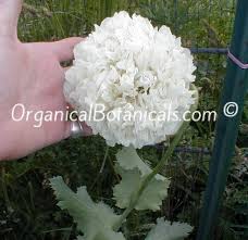 Image result for Papaver somniferum White Cloud