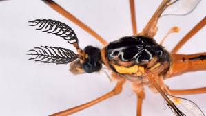 Attēlu rezultāti vaicājumam “Ctenicera pectinicornis male”