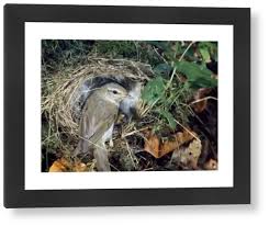 Attēlu rezultāti vaicājumam “Phylloscopus trochilus nest”