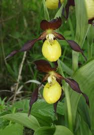 Attēlu rezultāti vaicājumam “Cypripedium calceolus”