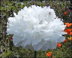 Image result for Papaver somniferum White Cloud