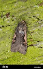 Attēlu rezultāti vaicājumam “Xestia c-nigrum”