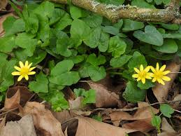 Attēlu rezultāti vaicājumam “Ficaria verna”