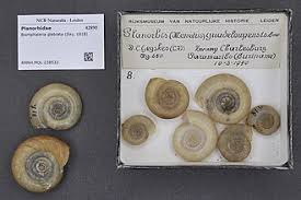 Attēlu rezultāti vaicājumam “Planorbidae”