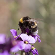 Attēlu rezultāti vaicājumam “Bombus terrestris”